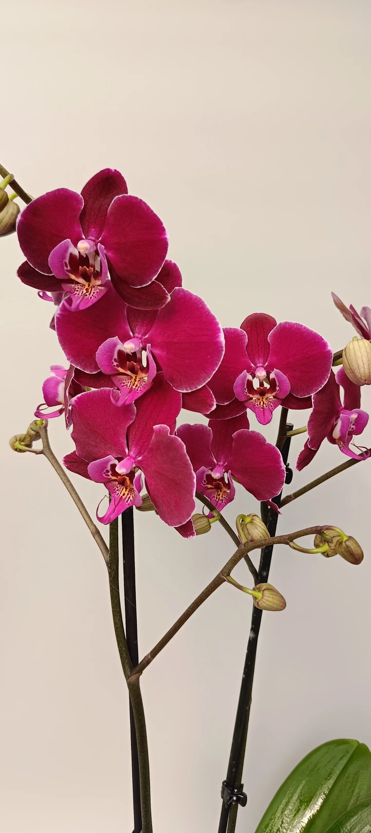 Exclusive Velvet Wine orchid with rich solid color