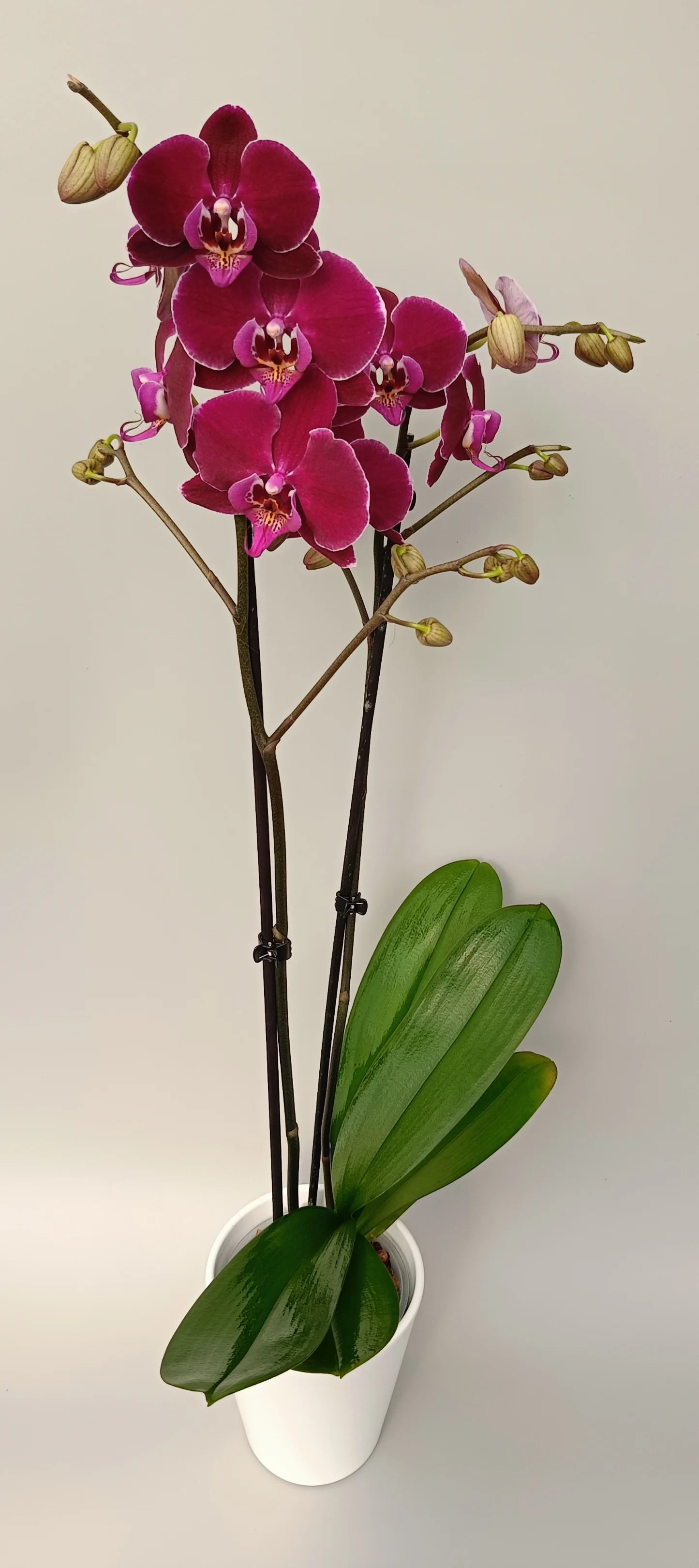 Blooming Phalaenopsis Velvet Wine in a white pot