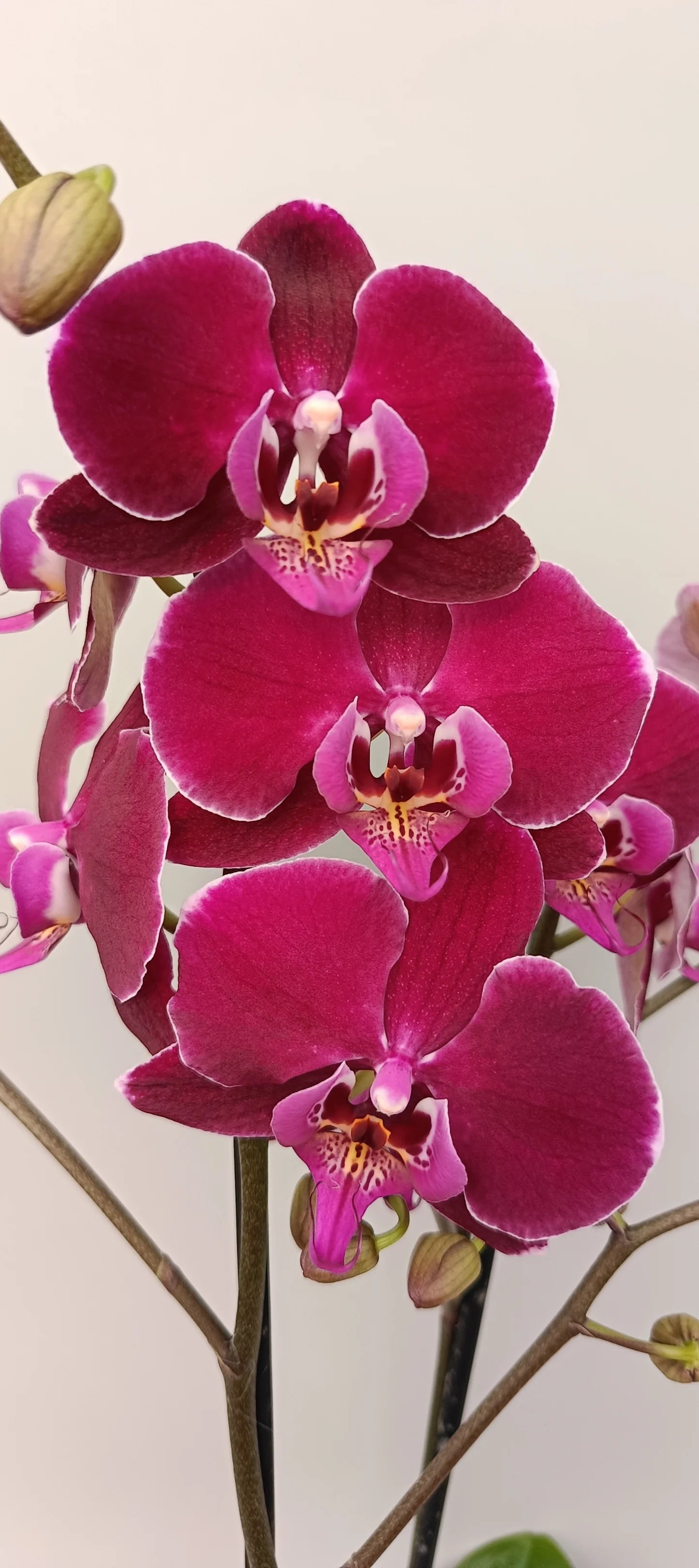 Blooming Phalaenopsis Velvet Wine