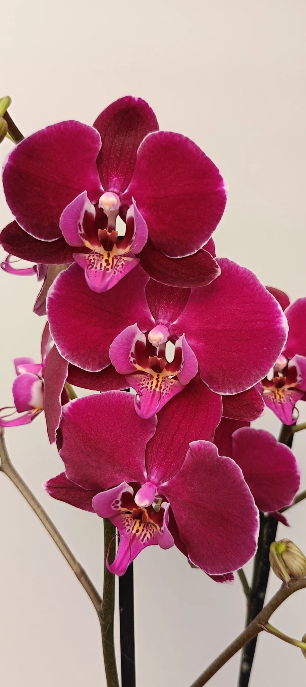 Close-up of Velvet Wine orchid blooms