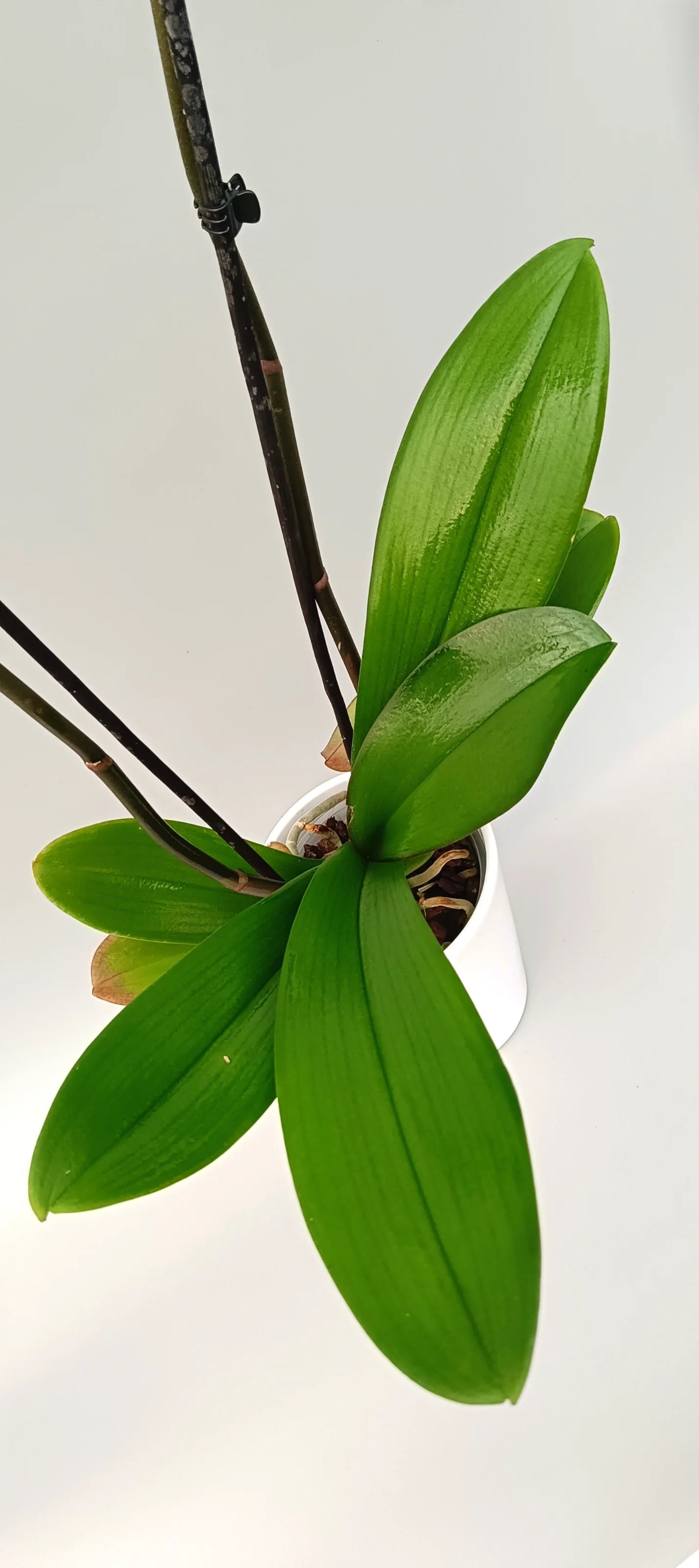 Leaves of Luxury white orchid White Silence for modern interiors