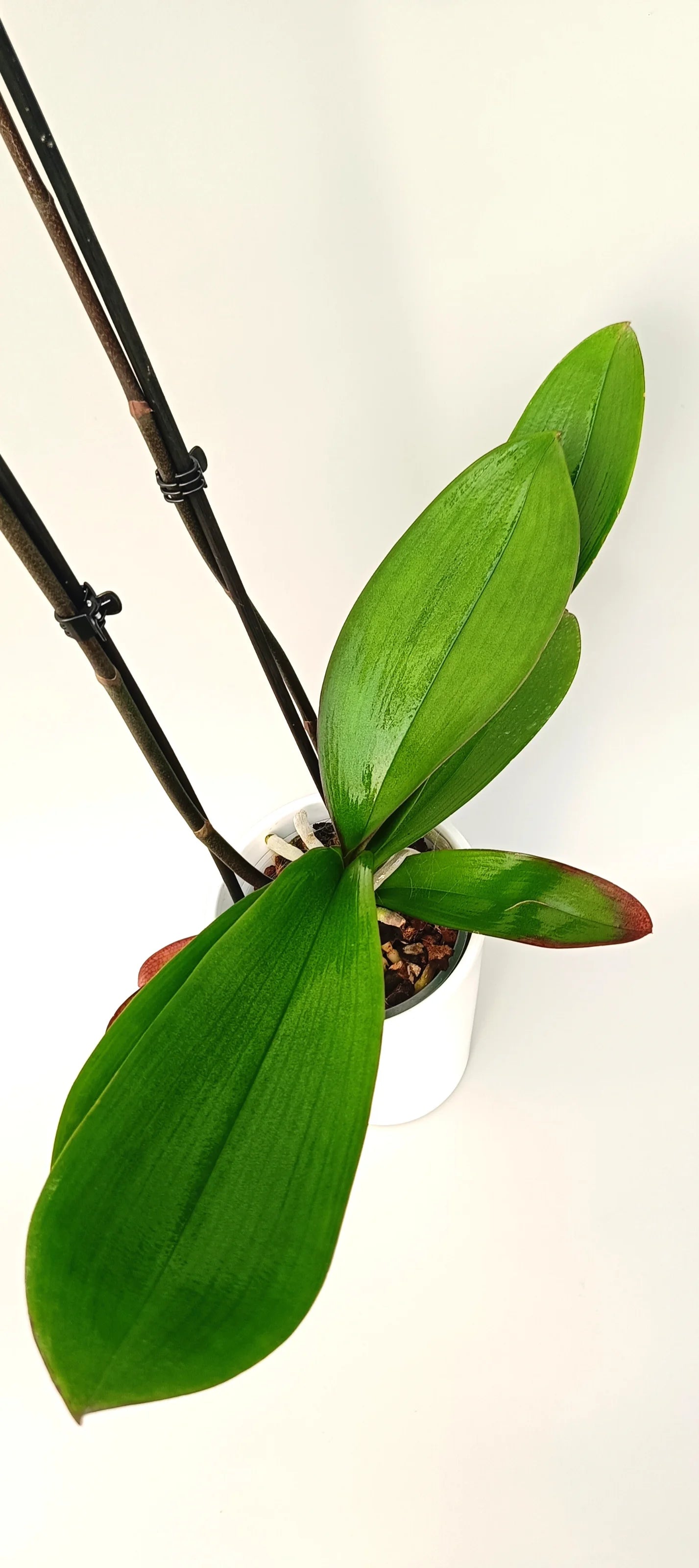 Leaves of Phalaenopsis Majestic Touch 