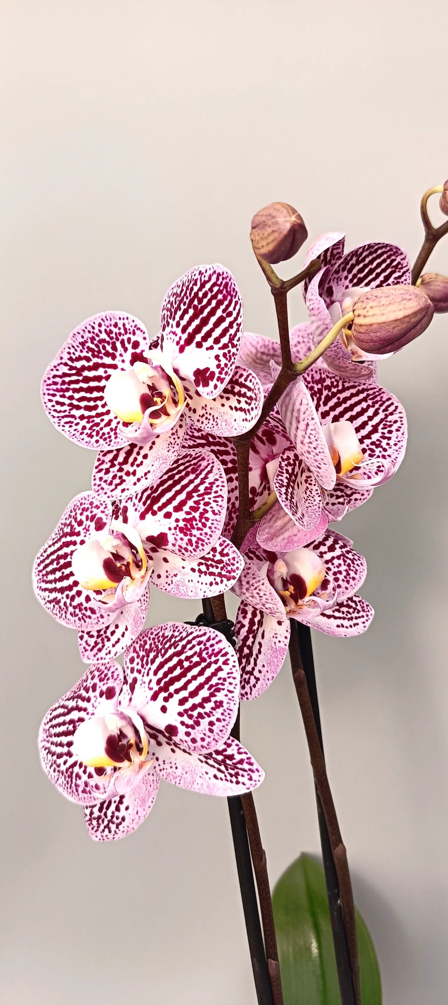 Exclusive orchid Majestic Touch with artistic blooms