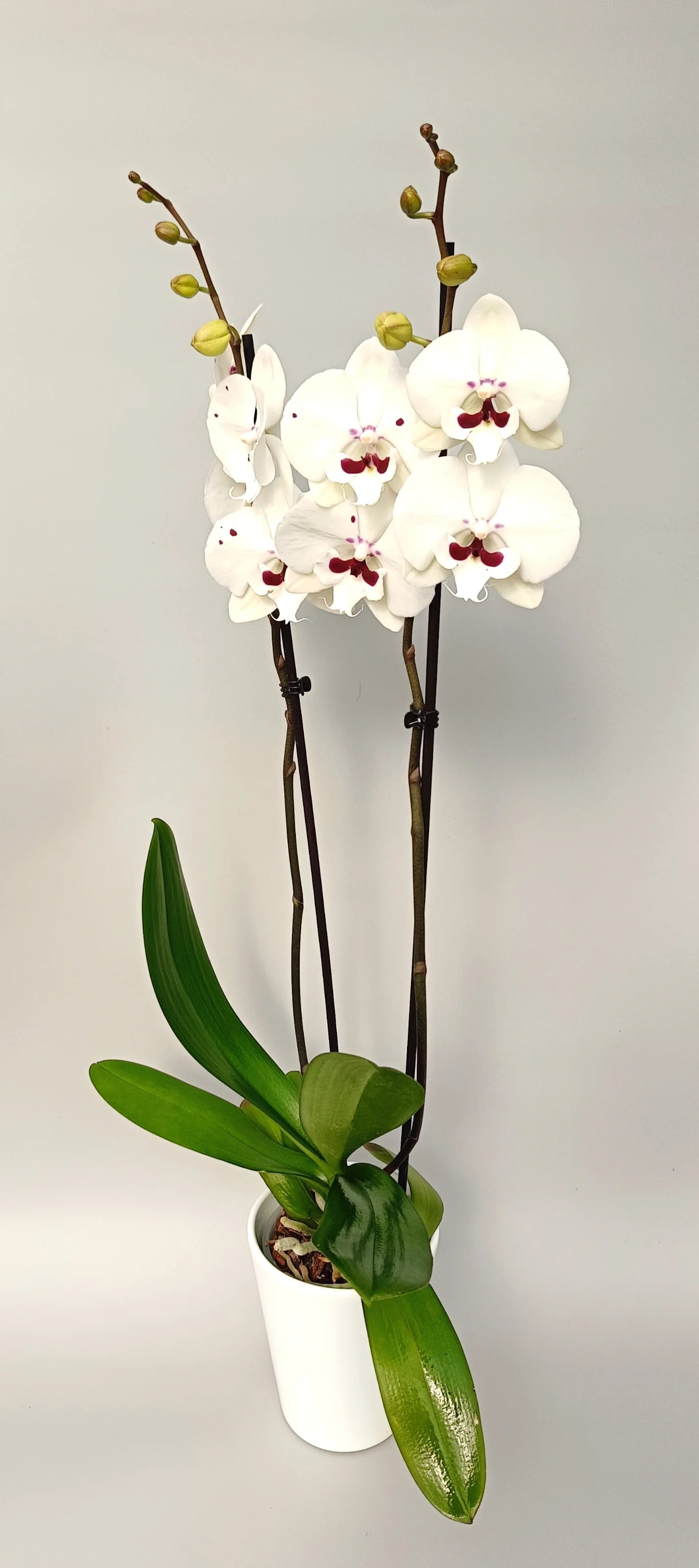 Full plant of luxury Phalaenopsis Ivory Grace in a white pot