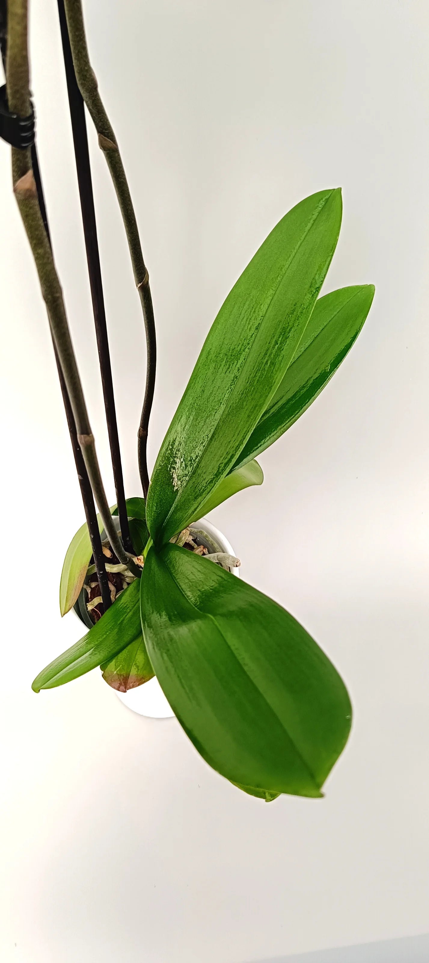 Leaves of the Phalaenopsis orchid Ivory Grace with white flowers and wine-colored center